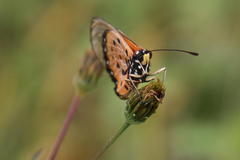 Acraea neobule neobule