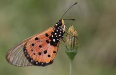 Acraea neobule neobule