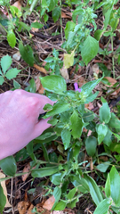 Dicliptera brachiata