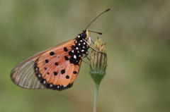 Acraea neobule neobule