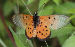 Acraea neobule neobule