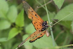 Acraea neobule neobule