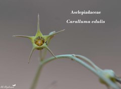 Ceropegia edulis