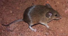 Mus minutoides minutoides