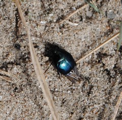 Hypocaccus dimidiatipennis