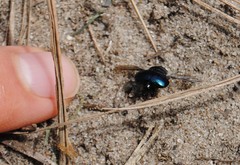 Hypocaccus dimidiatipennis