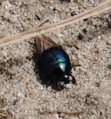 Hypocaccus dimidiatipennis