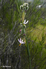 Olsynium scirpoideum