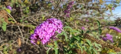 Buddleja davidii