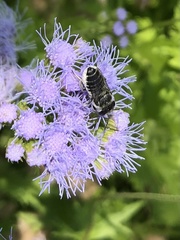 Megachile mendica