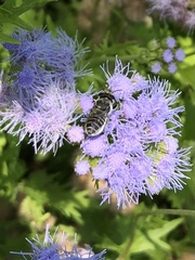 Megachile mendica