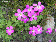 Oxalis arenaria