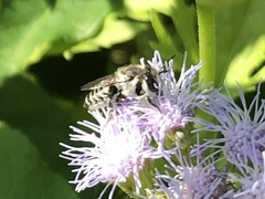 Megachile mendica