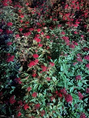 Pentas