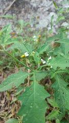 Solanum nigrescens