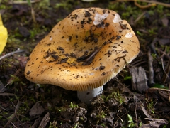 Russula lutea