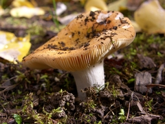 Russula lutea