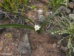 Oziroe biflora