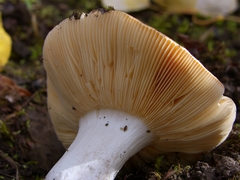 Russula lutea
