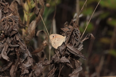 Coenonympha pamphilus lyllus