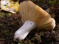 Russula lutea