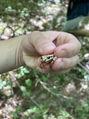 Pseudacris brachyphona