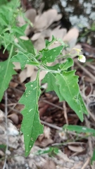 Solanum nigrescens