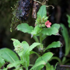 Pulmonaria rubra
