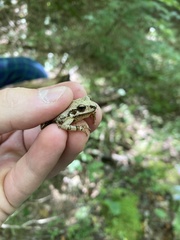 Pseudacris brachyphona