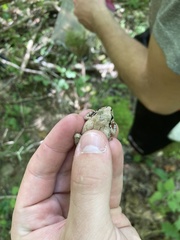 Pseudacris brachyphona