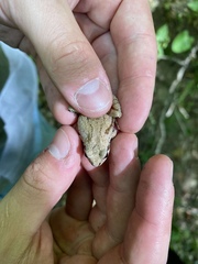 Pseudacris brachyphona