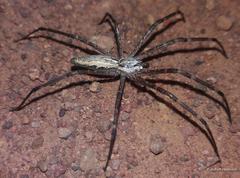 Euprosthenops australis