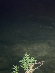 Alosa pseudoharengus