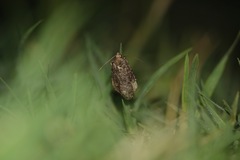 Caradrina germainii