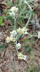 Pseudognaphalium leucocephalum