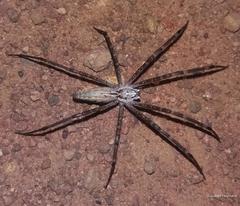 Euprosthenops australis