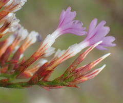 Limonium scabrum scabrum