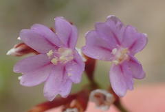 Limonium scabrum scabrum