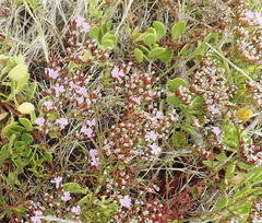 Limonium scabrum scabrum
