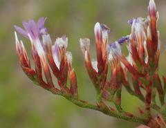 Limonium scabrum scabrum