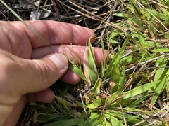 Dichanthelium strigosum