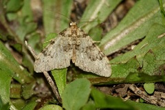 Nebula ibericata
