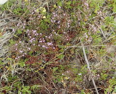 Limonium scabrum scabrum