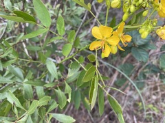Senna chapmanii