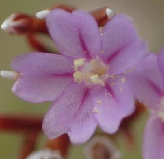 Limonium scabrum scabrum