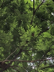 Cenostigma pluviosum