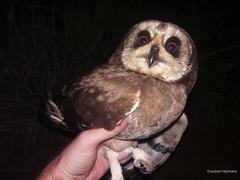 Asio capensis capensis