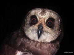 Asio capensis capensis