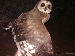 Asio capensis capensis