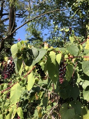 Phytolacca americana